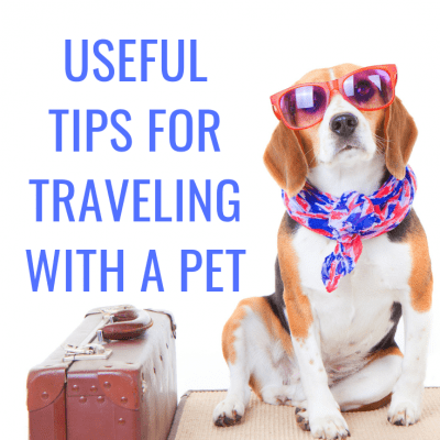 4 Useful Tips for Traveling with a Pet